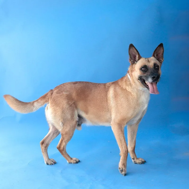 An adult medium-sized male German Shepherd Dog dog named Mango for adoption in Pasadena, CA