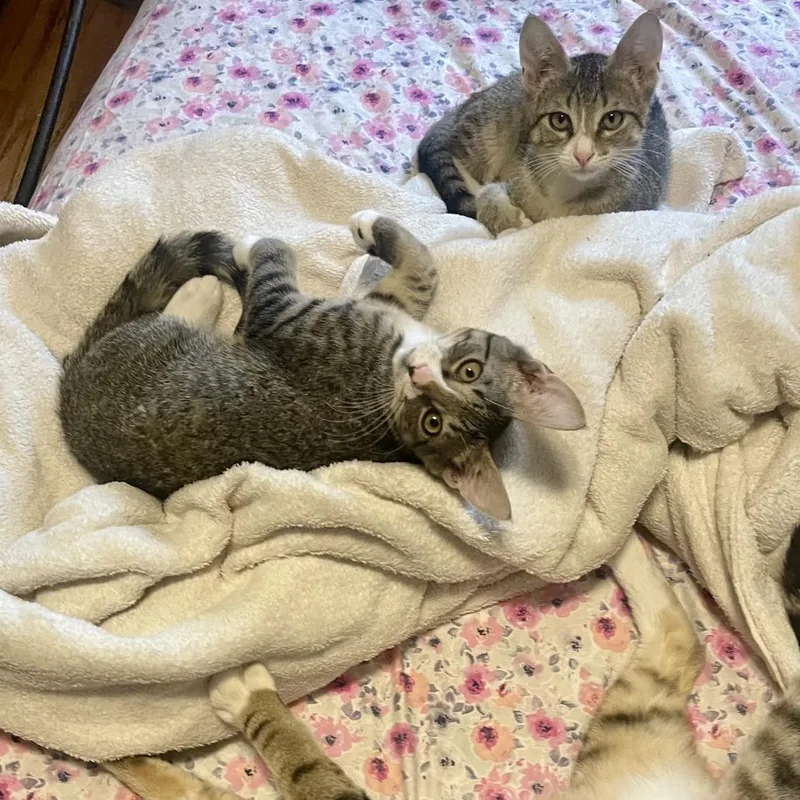 A baby medium-sized male Brown / Chocolate Domestic Short Hair cat named Clark for adoption in Westhampton, NY