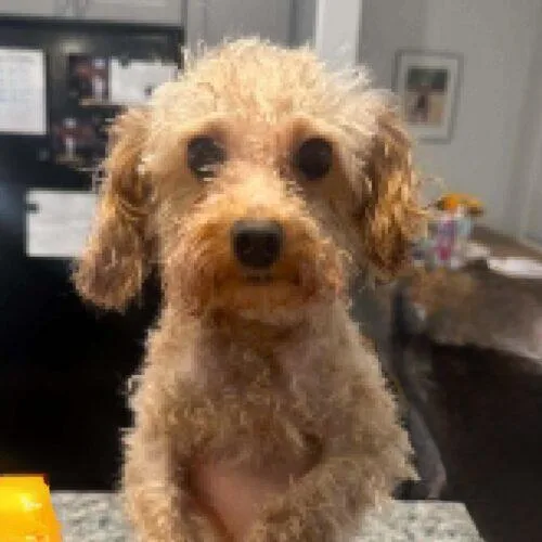 A young small-sized male White / Cream Miniature Poodle dog named Shai Gilgeous Alexander for adoption in Broken Arrow, OK