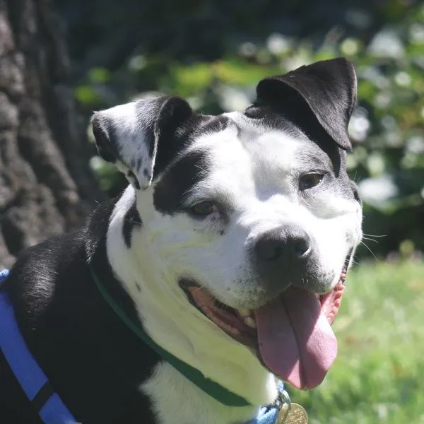 An adult large-sized male Pit Bull Terrier dog named Lucky for adoption in Oakland, CA