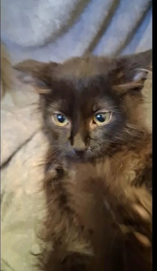 A baby small-sized male Black Domestic Short Hair cat named Smokey for adoption in Shawnee, OK