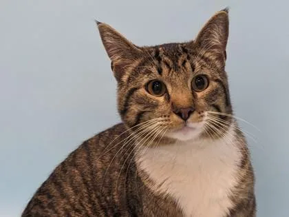 An adult small-sized male Domestic Short Hair cat named Babaas for adoption in Coon Rapids, MN