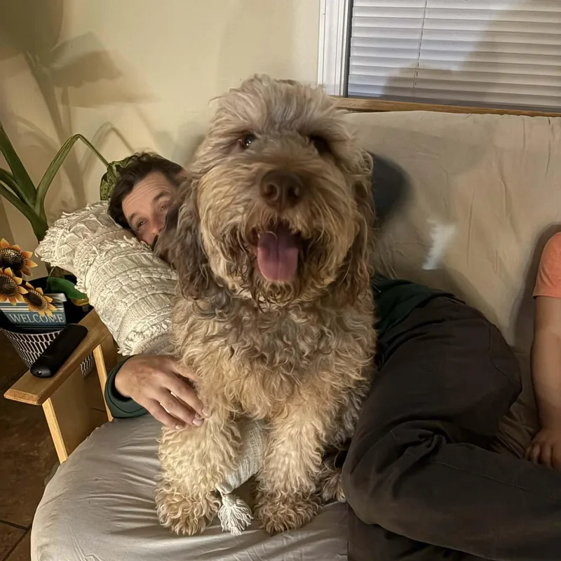 An adult medium-sized male Bicolor Labradoodle dog named Hank for adoption in Mobile , AL