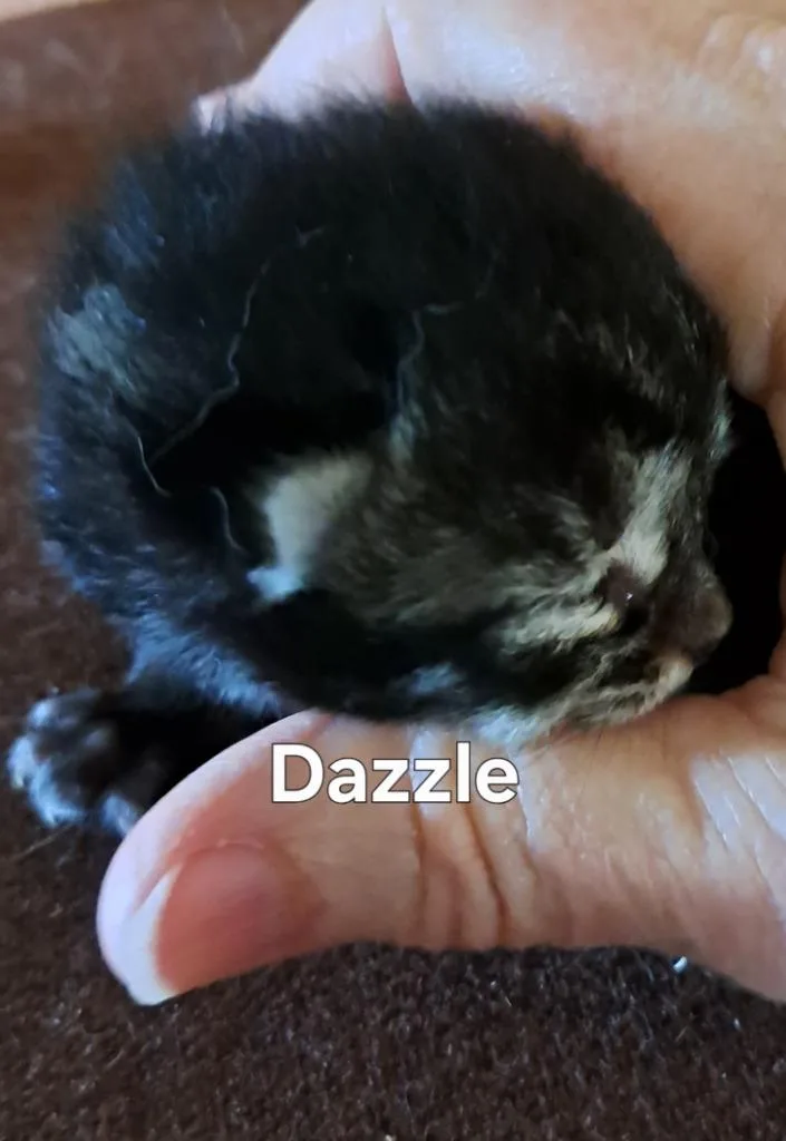 A baby small-sized female Domestic Short Hair cat named Dazzle for adoption in Plattsburgh, NY