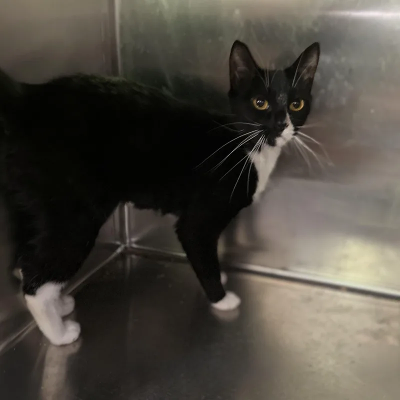 A baby medium-sized female Domestic Short Hair cat named Kiwi for adoption in Norwalk, CT