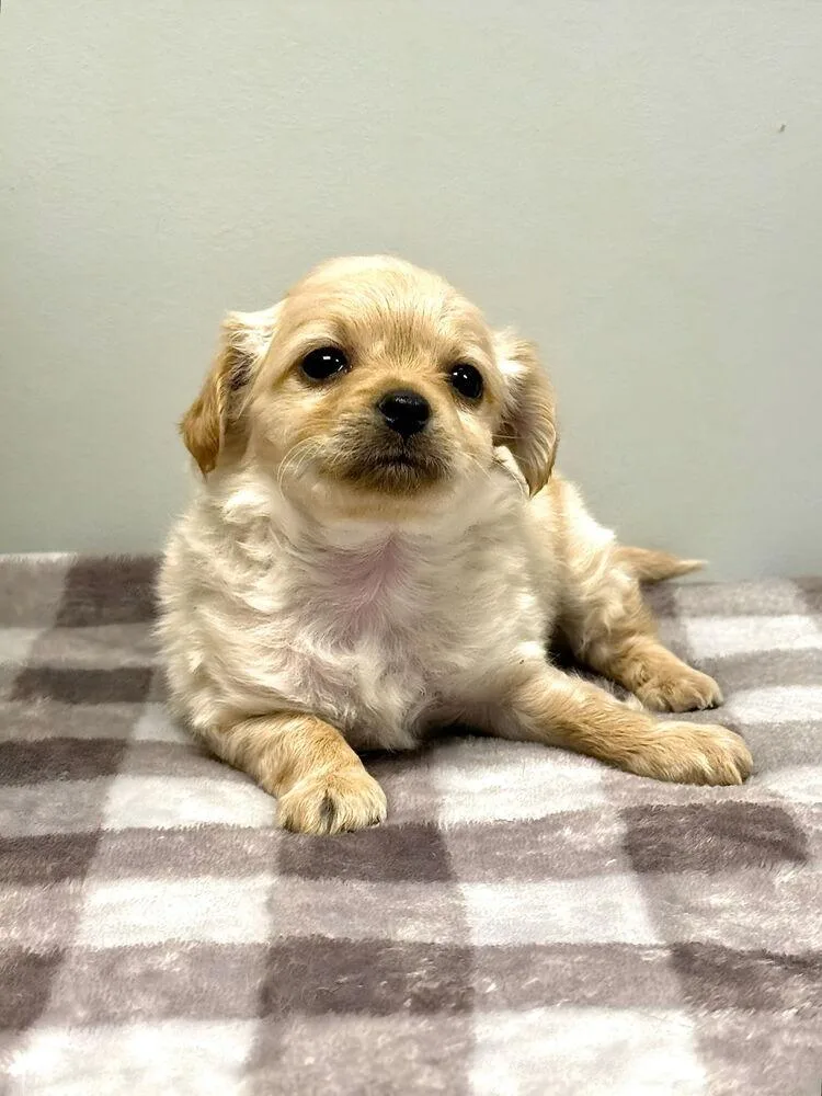 A baby small-sized male White / Cream Poodle dog named Dave for adoption in Beaumont, CA
