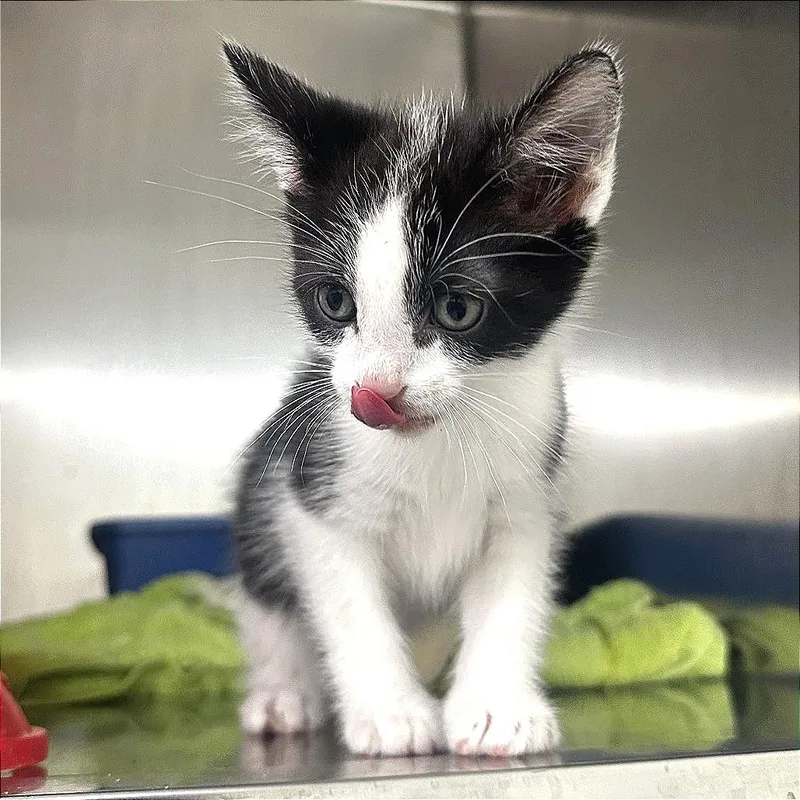 A baby small-sized male Domestic Short Hair cat named Oreo for adoption in Warrensburg, MO