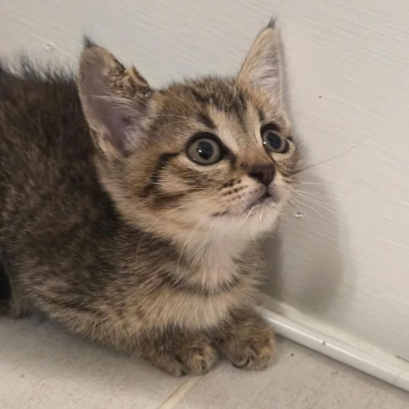 A baby small-sized female Brown / Chocolate Domestic Short Hair cat named Cavatelli for adoption in Houston, TX