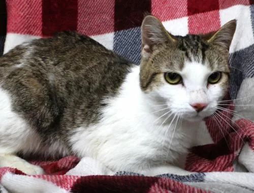 An adult medium-sized male Domestic Short Hair cat named Elif for adoption in Thief River Falls, MN