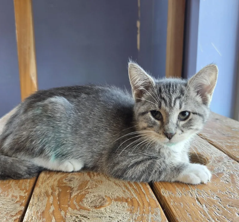 A young small-sized female Tabby (Gray / Blue / Silver) Domestic Short Hair cat named Evagria The Faithful for adoption in Brookings, SD