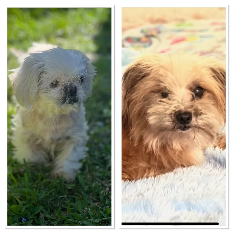 An adult small-sized male Shih Tzu dog named Snowflake  Papi And for adoption in Oakland Park, FL