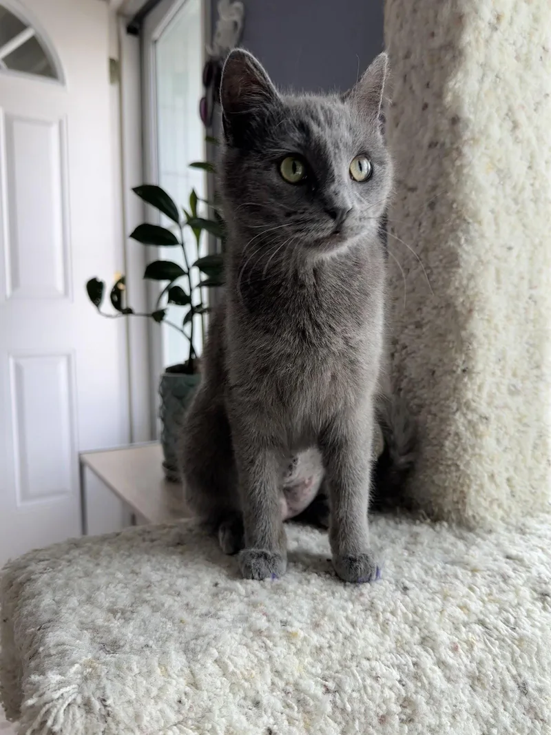 Cheerios thumbnail 2