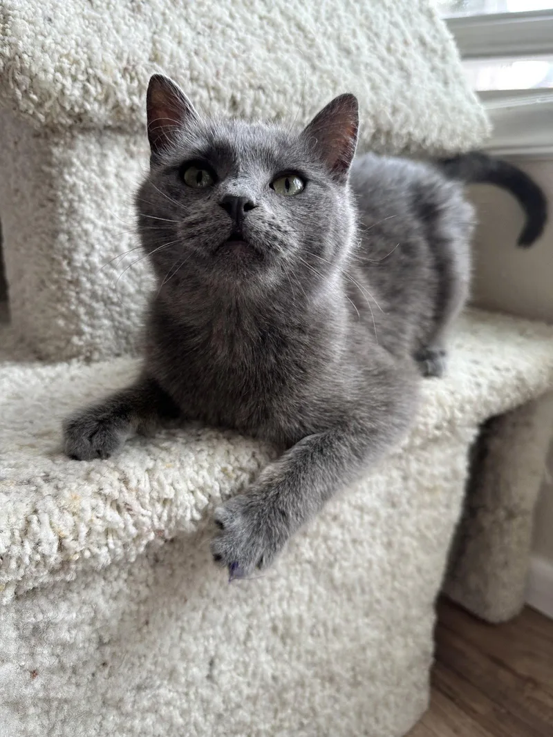 Cheerios thumbnail 3