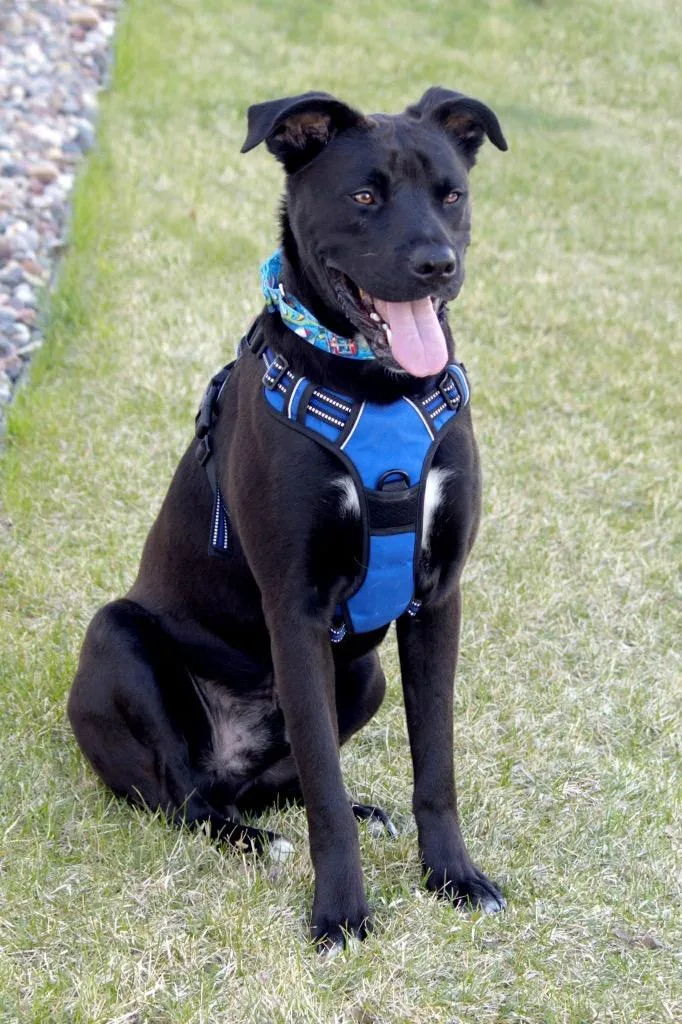 A young large-sized male Mixed Breed dog named Cash for adoption in Savage, MN
