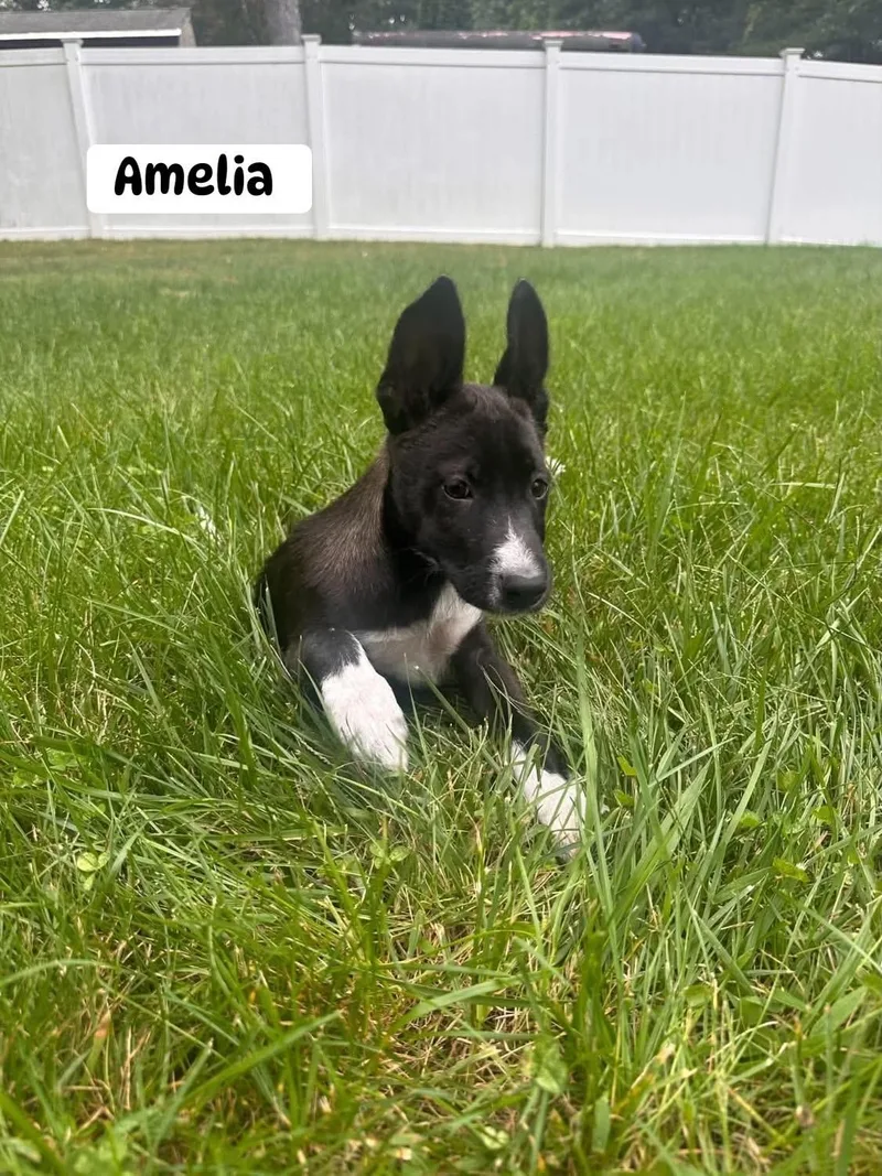 Amelia thumbnail 2