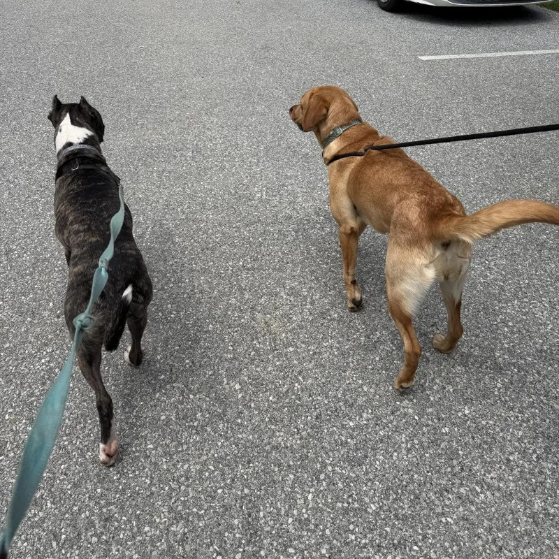 A young medium-sized female Red / Chestnut / Orange Labrador Retriever dog named "Gilly" for adoption in Perkiomenville, PA