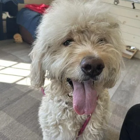 An adult medium-sized female Yellow / Tan / Blond / Fawn Poodle dog named Tessa for adoption in Birdsboro, PA