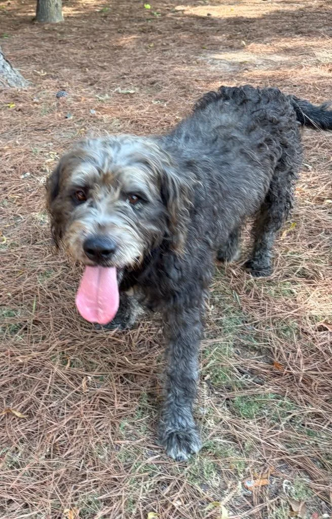 An adult large-sized male Labrador Retriever dog named Forrest for adoption in Little Rock, AR