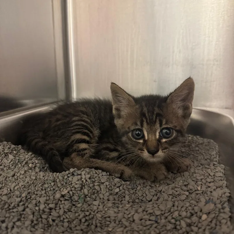 A baby small-sized male Gray / Blue / Silver Domestic Short Hair cat named Fiasco for adoption in Columbus, GA
