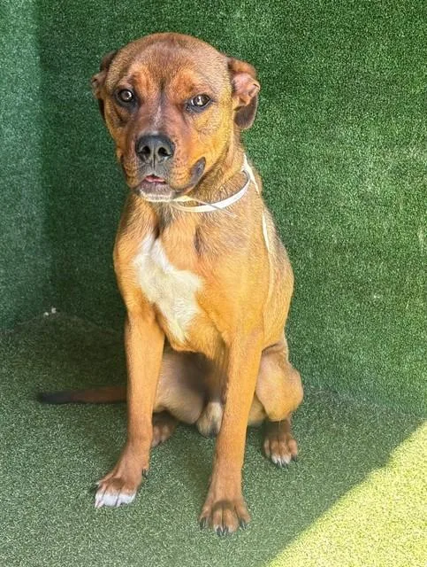 A young medium-sized male Staffordshire Bull Terrier dog named Champ for adoption in Lancaster, CA