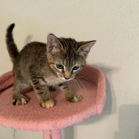 A baby small-sized female Brown / Chocolate Domestic Short Hair cat named Vanessa for adoption in League City, TX