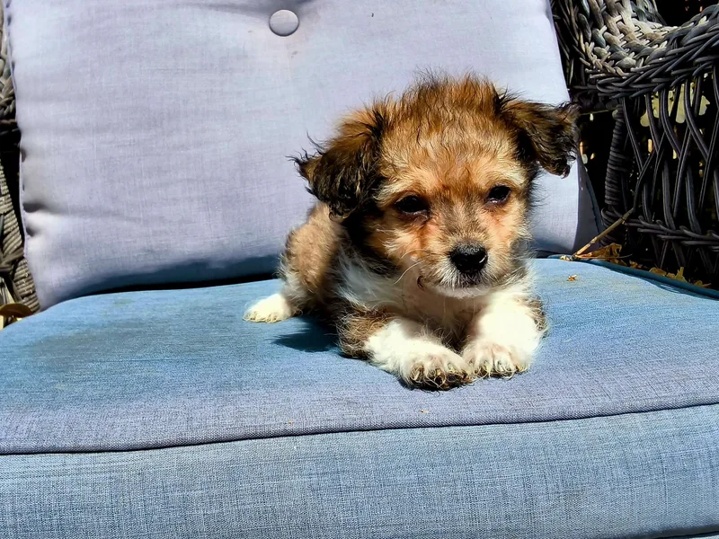 A baby small-sized male Tricolor (Brown, Black, & White) Maltipoo dog named Bean for adoption in ontario, CA