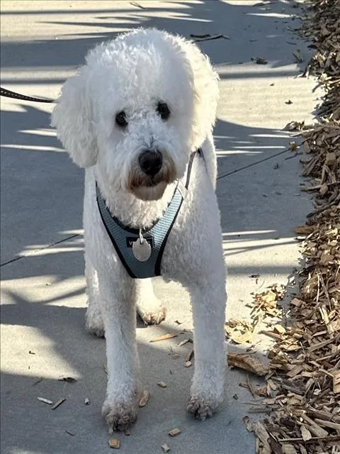 An adult small-sized male Poodle dog named Sugar for adoption in San Pedro, CA