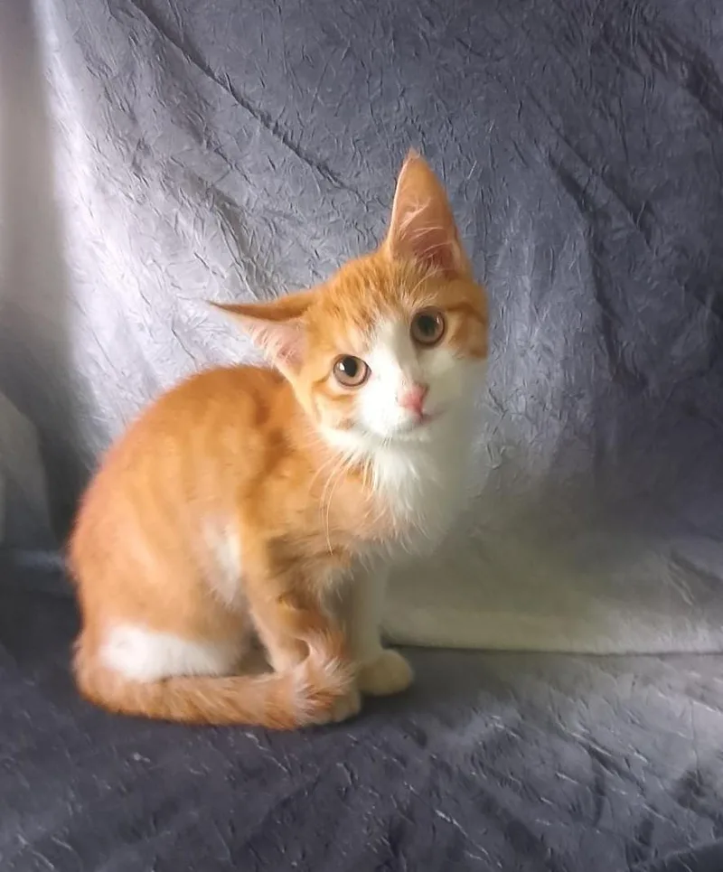 A baby medium-sized female Orange & White Domestic Short Hair cat named Flame for adoption in Thorofare, NJ