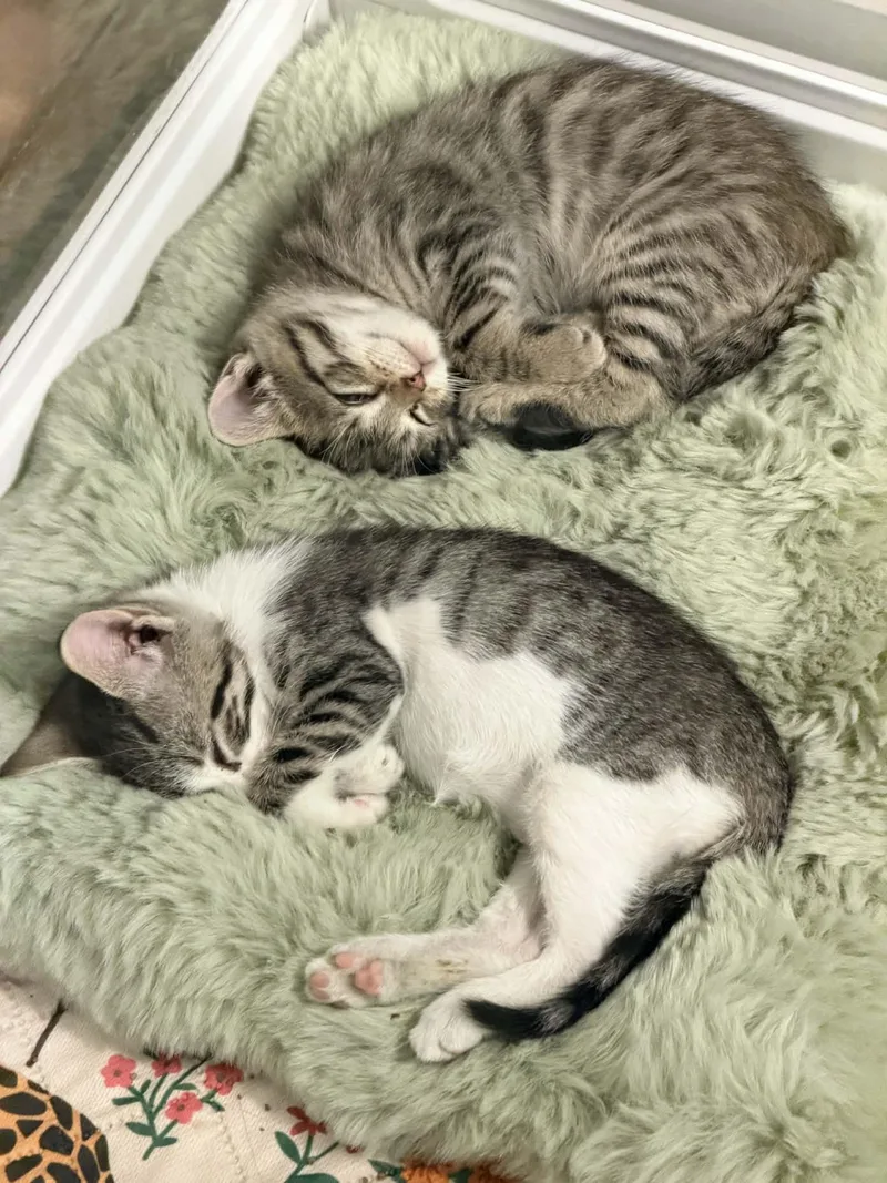 A baby medium-sized male Tabby (Brown / Chocolate) Domestic Short Hair cat named Apollo for adoption in Mullica Hill, NJ