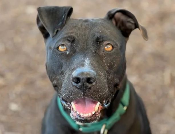 An adult large-sized female Pit Bull Terrier dog named Lexi for adoption in Tustin, CA