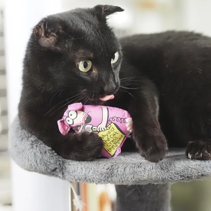 A young small-sized male Black Domestic Short Hair cat named Riley for adoption in Falls Church, VA