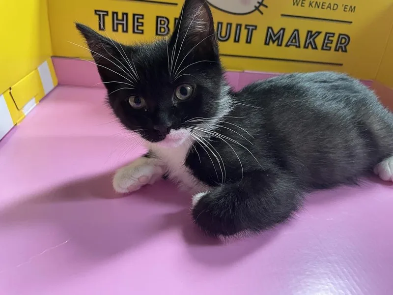 Tuxie Tulip