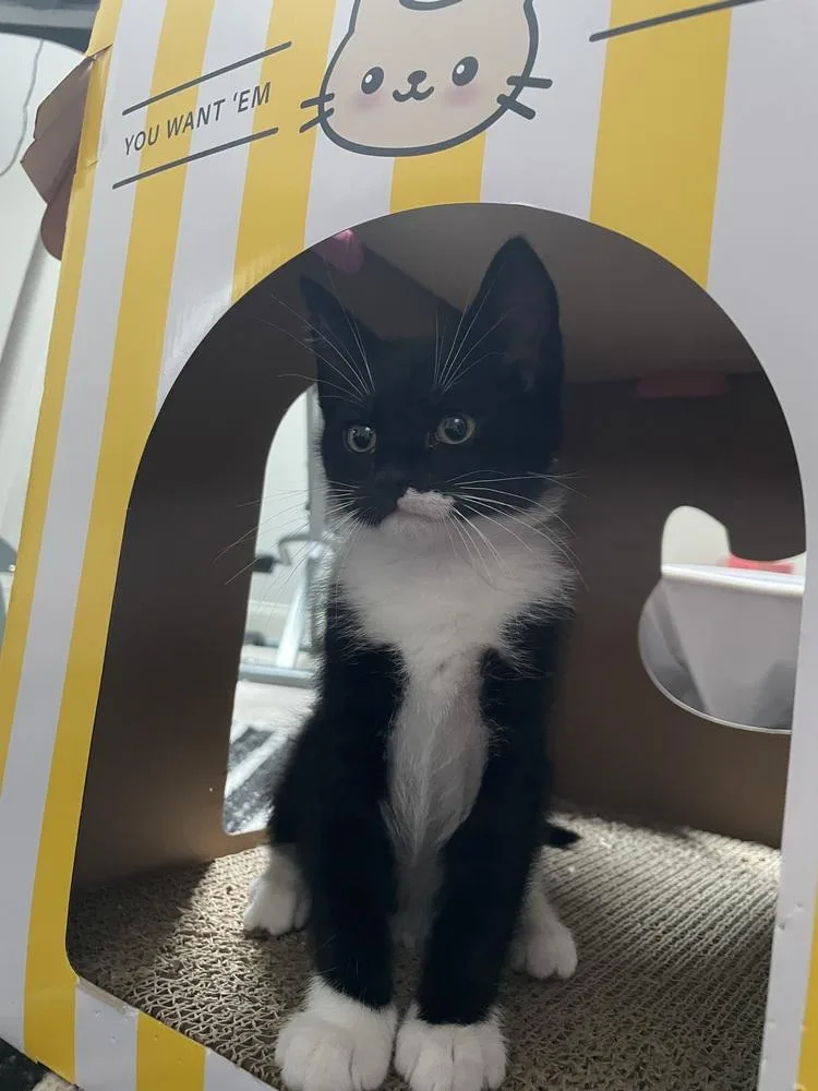 Tuxie Tulip thumbnail 2