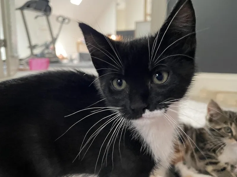 Tuxie Tulip thumbnail 4