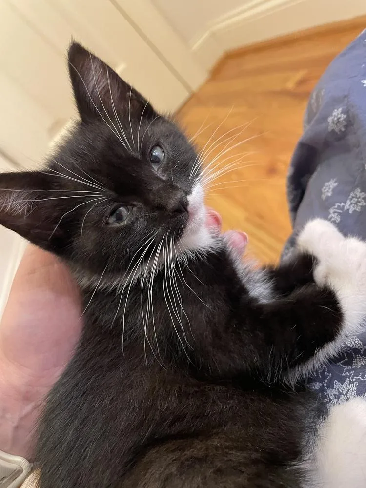 Tuxie Tulip thumbnail 5
