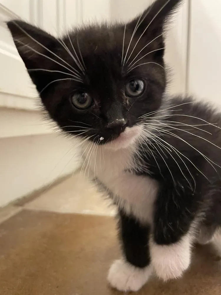 Tuxie Tulip thumbnail 6
