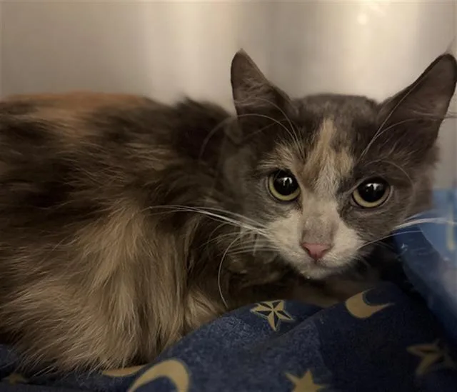 A young medium-sized female Domestic Long Hair cat named A for adoption in West Valley City, UT