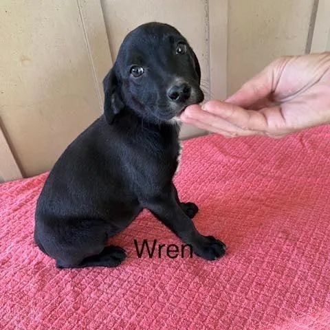 A baby medium-sized female Black Mixed Breed dog named Wren for adoption in Alexandria, VA