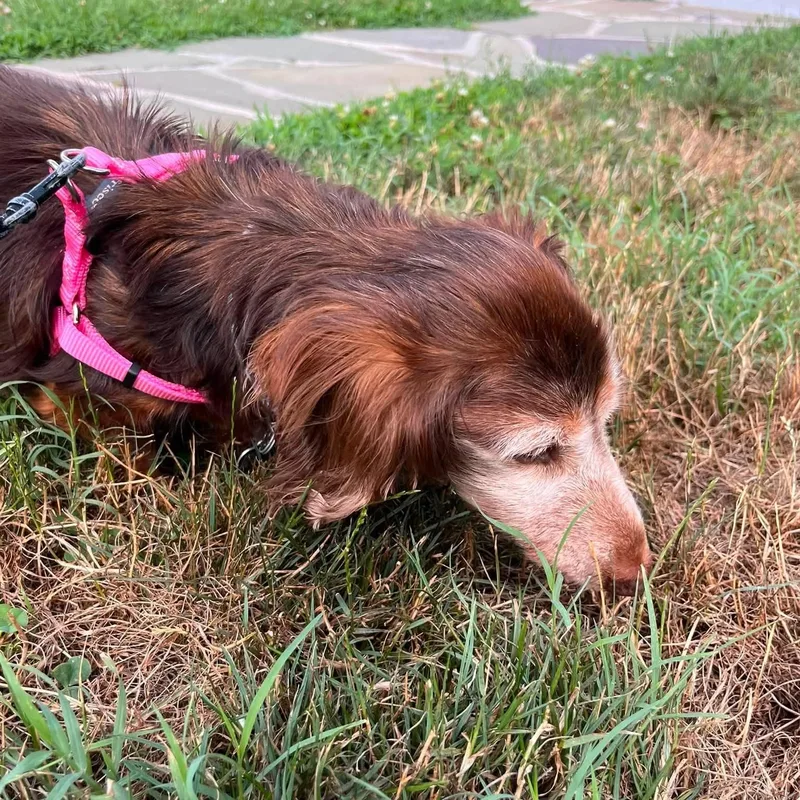A senior small-sized female Brown / Chocolate Dachshund (Long Haired) dog named Elsie for adoption in Rockville, MD