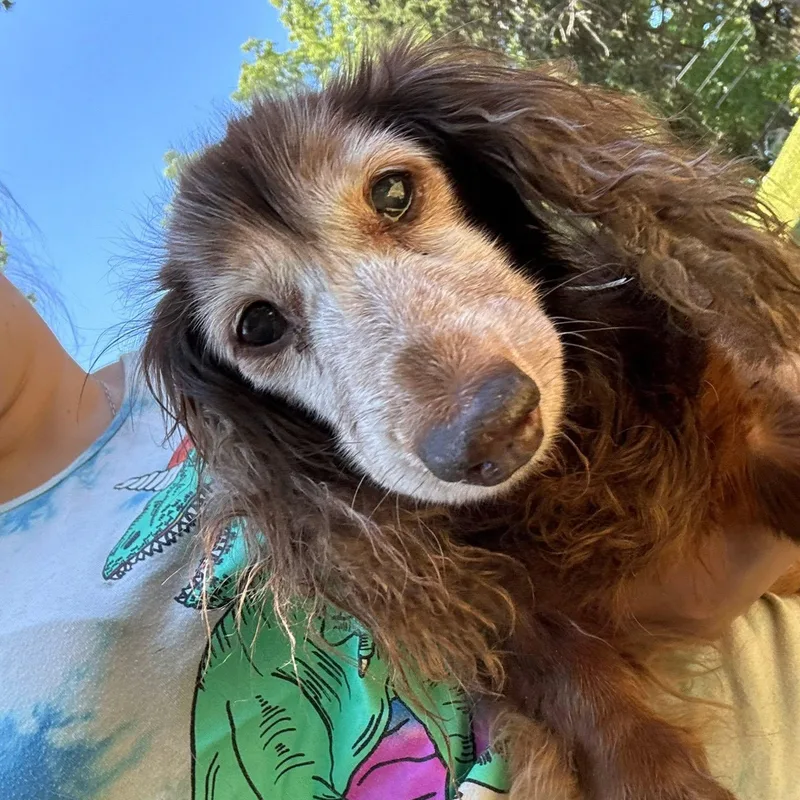 Elsie thumbnail 2