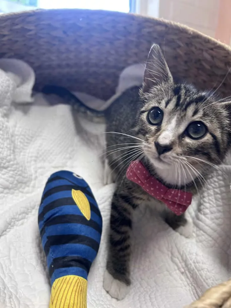 A baby medium-sized male Tabby (Brown / Chocolate) Domestic Short Hair cat named Noodle for adoption in Greensboro, NC