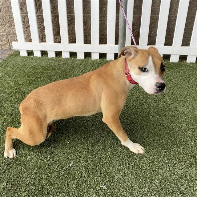 A young medium-sized female Staffordshire Bull Terrier dog named Gigi for adoption in Modesto, CA