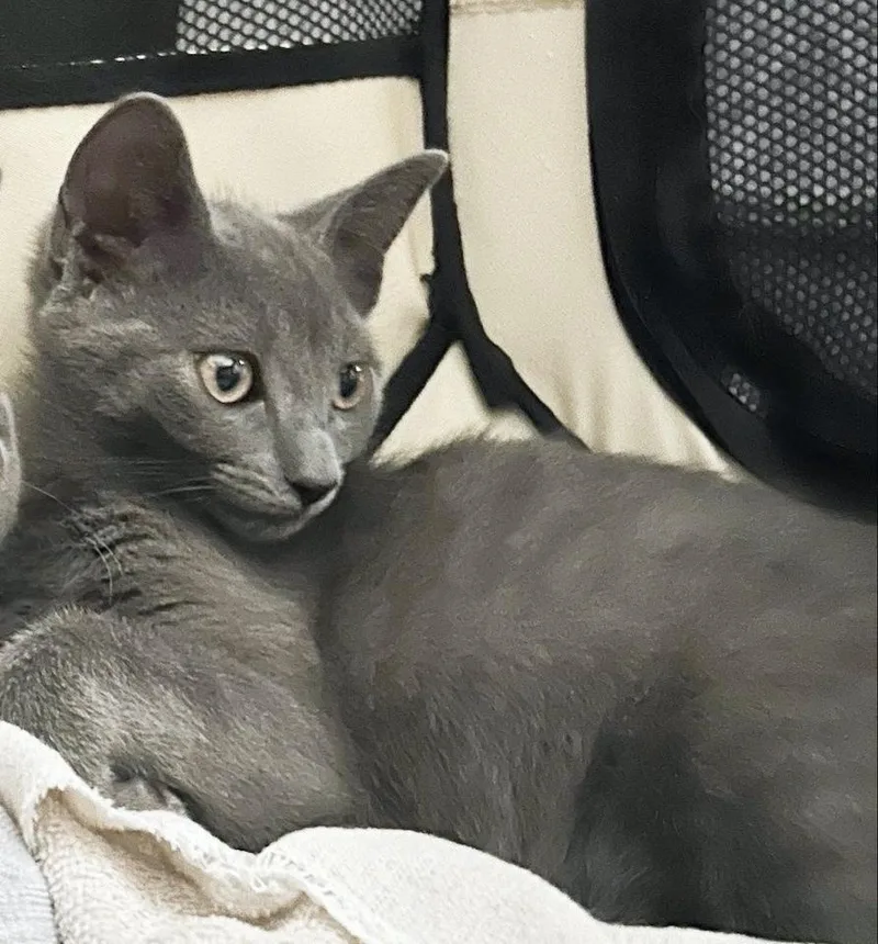 A baby small-sized female Gray / Blue / Silver Domestic Short Hair cat named Joey for adoption in Silver Spring, MD