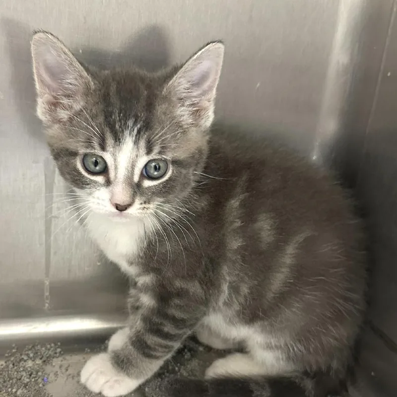 A baby small-sized male Gray / Blue / Silver Domestic Short Hair cat named Zack for adoption in Naperville, IL