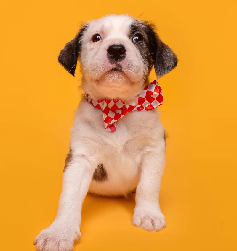 A baby medium-sized male Beagle dog named Picnic: Cornhole for adoption in Palo Alto, CA