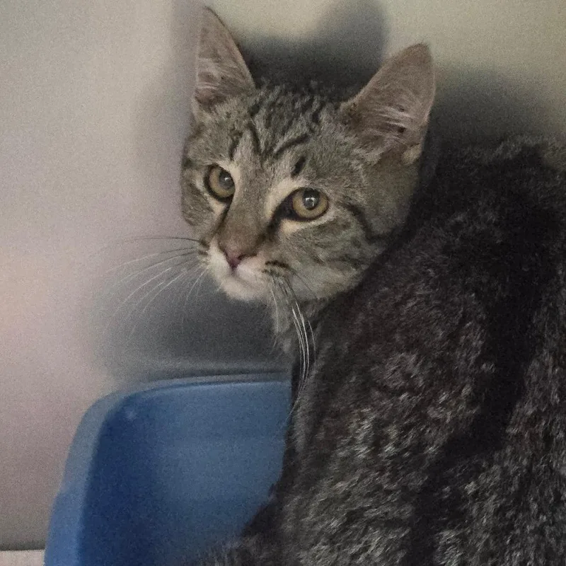 A young small-sized male Brown / Chocolate Domestic Short Hair cat named Walker for adoption in Bristol, IN