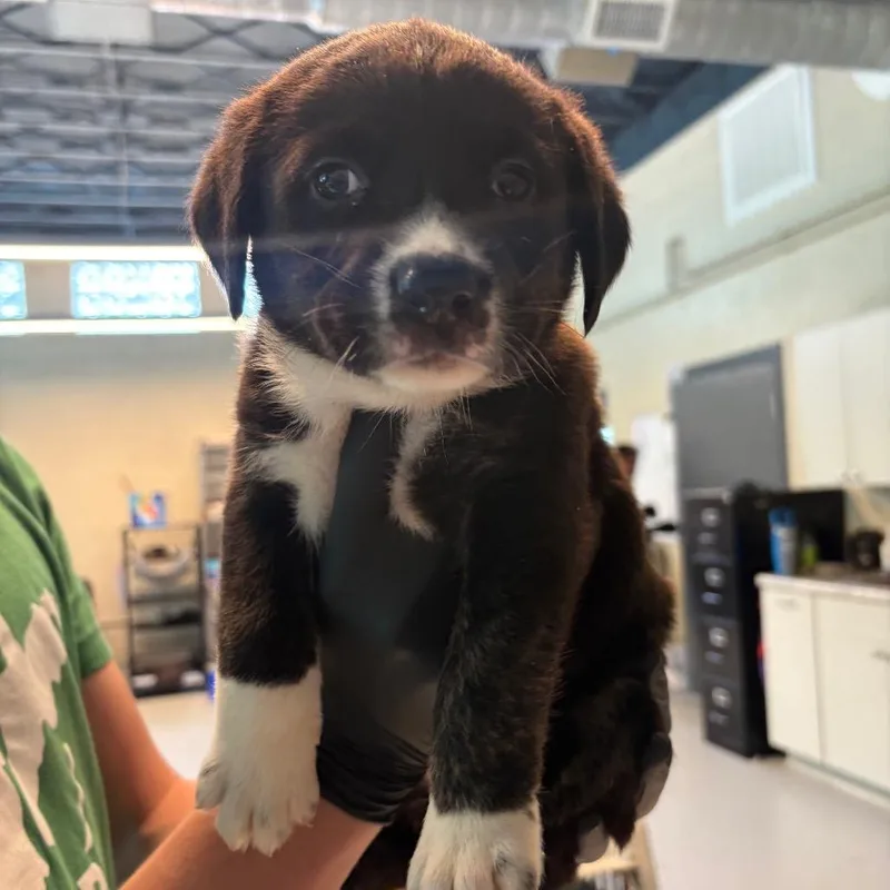 A baby small-sized female Black Rottweiler dog named Cheryl for adoption in Kittanning, PA