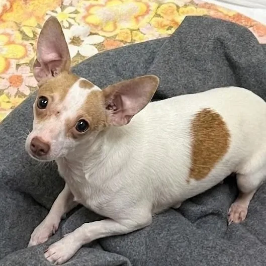 An adult small-sized female White / Cream Chihuahua dog named Kaylee for adoption in Boca Raton, FL