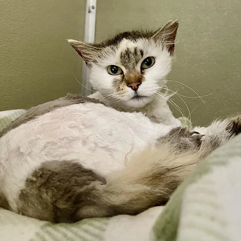 Finnegan thumbnail 2