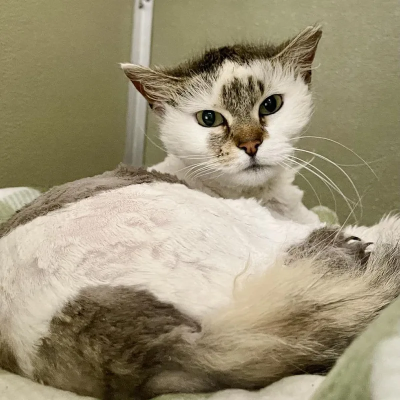 Finnegan thumbnail 3